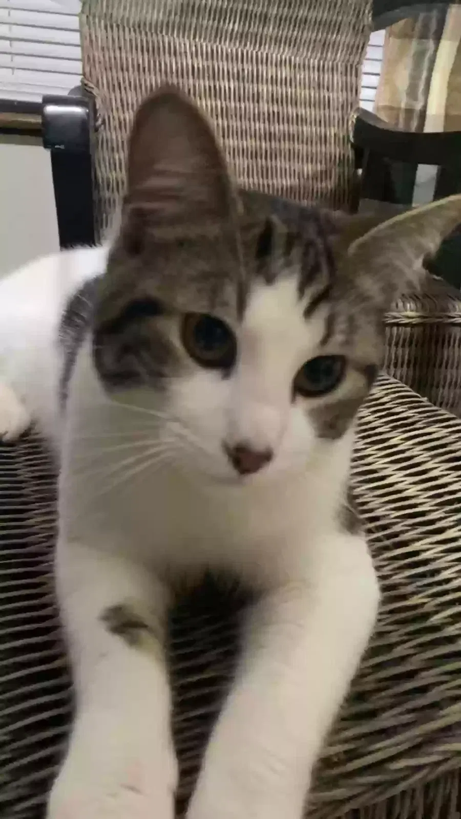 Lost cat in Theodore, AL, 36582