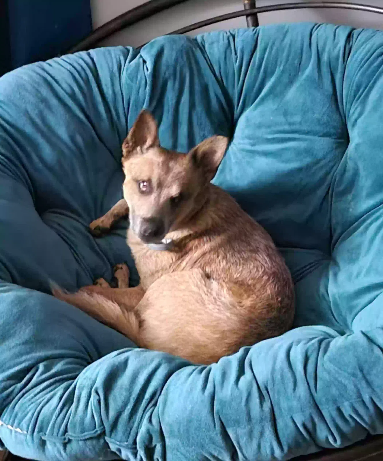 Lost dog in Tallahassee, FL, 32305