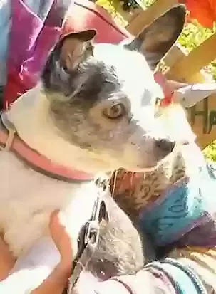 Lost dog in Fort Lauderdale, FL, 33311