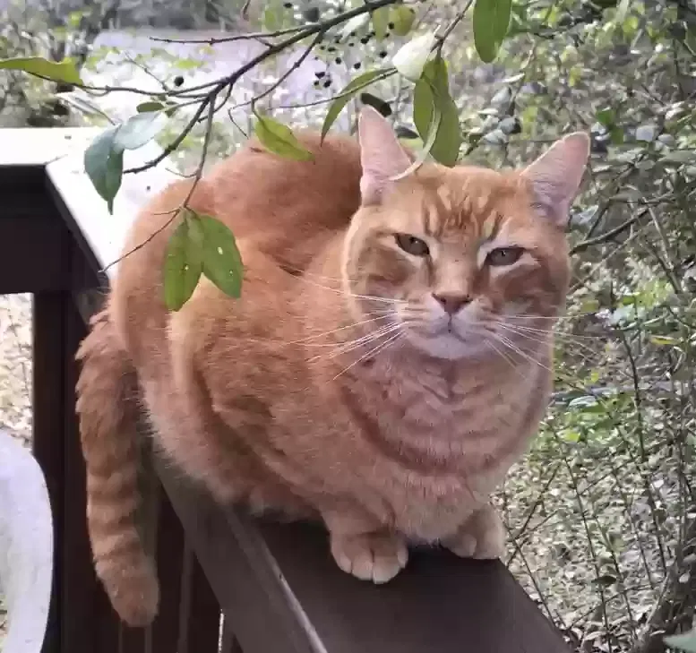 Lost cat in Clinton, TN, 37716