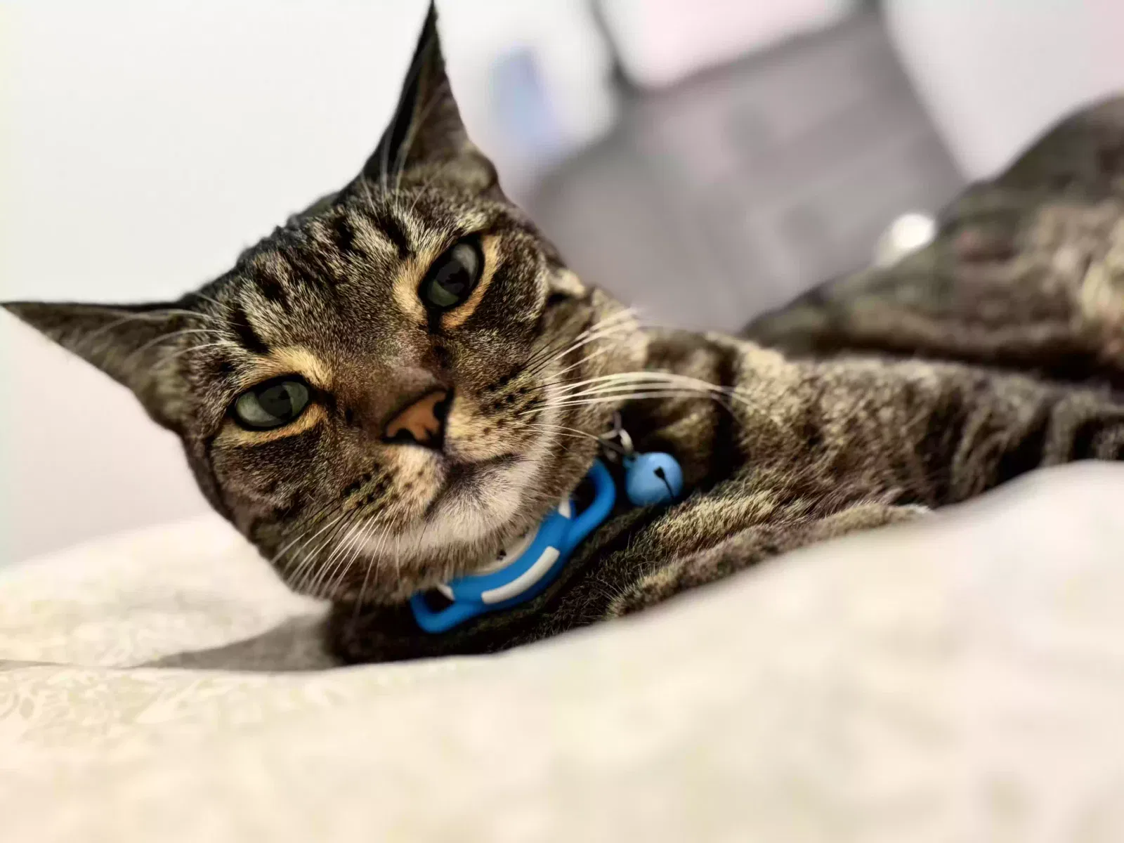 Lost cat in Fort Lauderdale, FL, 33330
