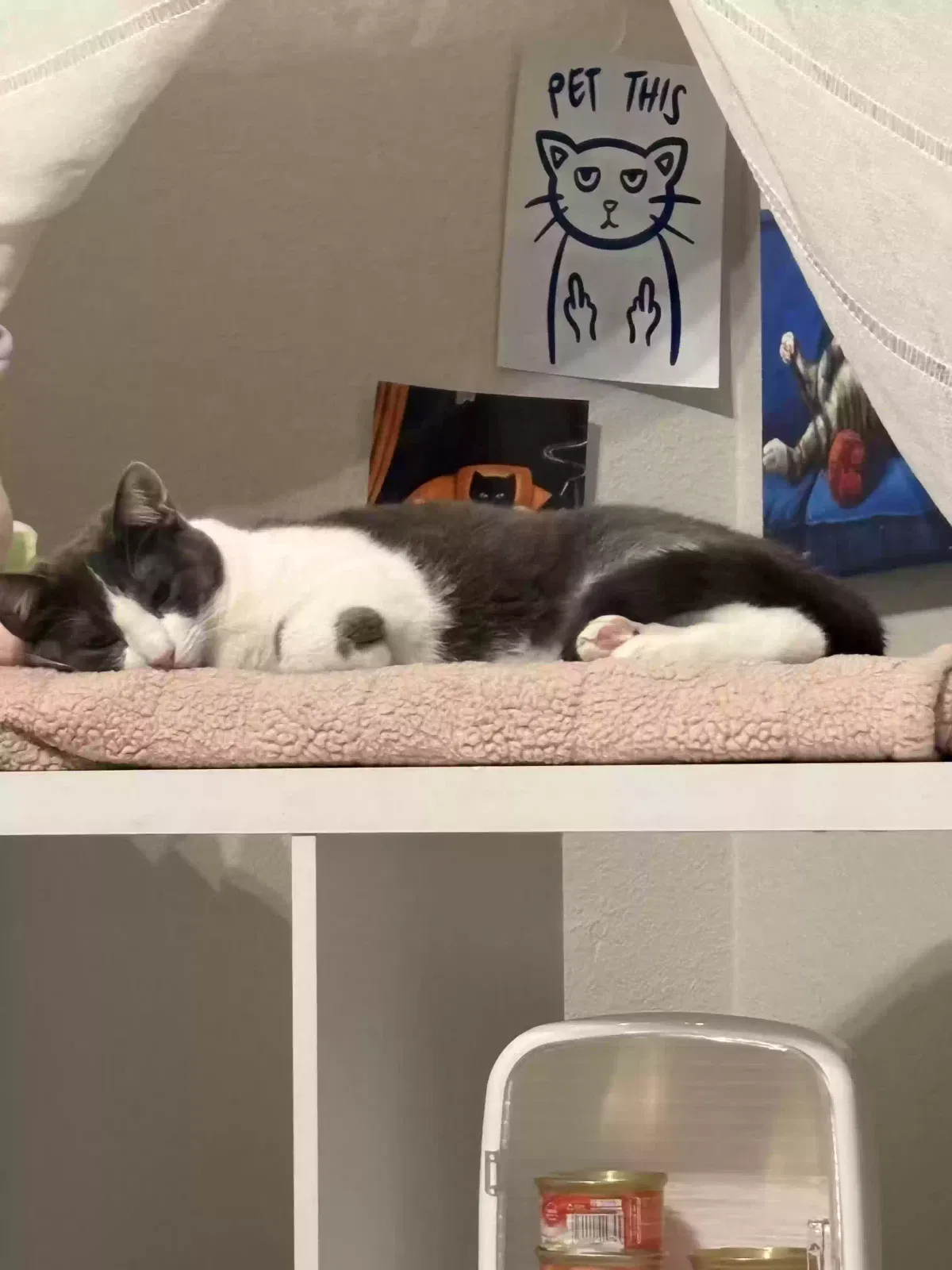 Lost cat in Fort Worth, TX, 76102