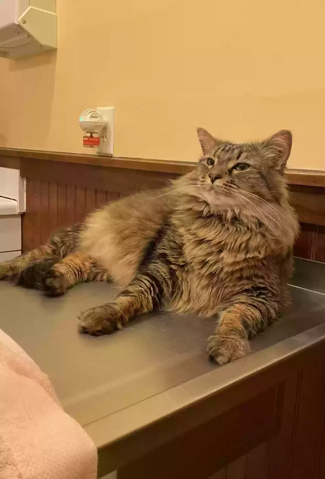 Lost cat in Columbia, SC, 29229