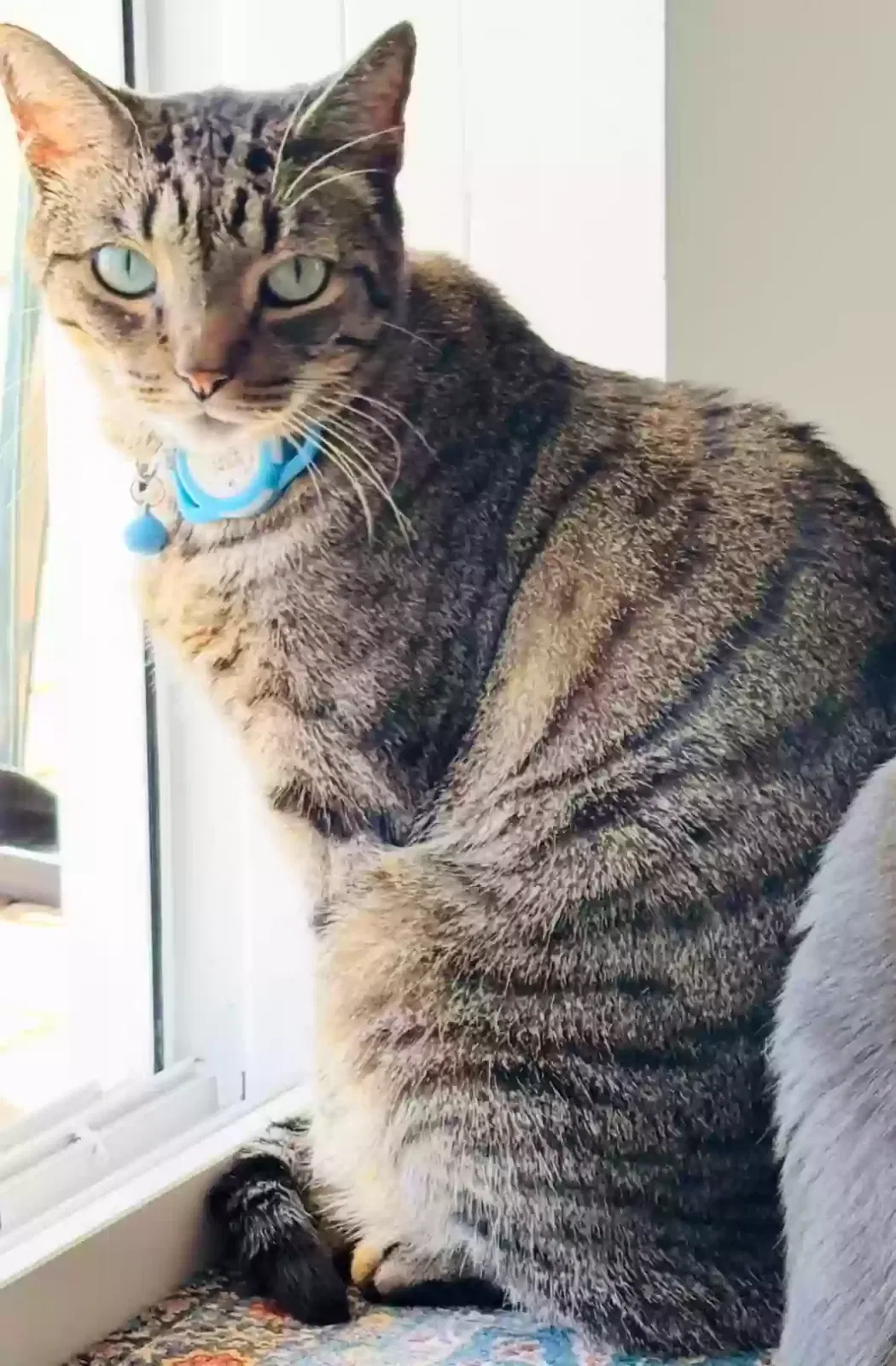 Lost cat in Fort Lauderdale, FL, 33330
