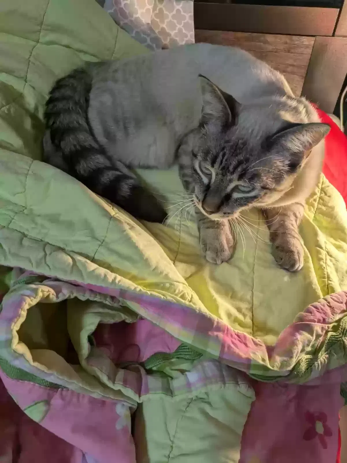 Lost cat in Williamsburg, VA, 23185
