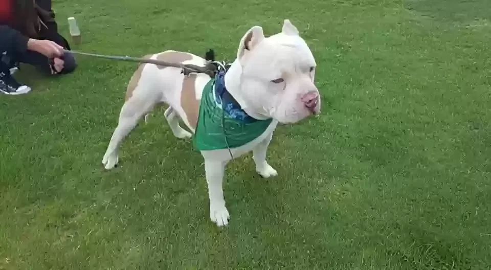 Lost dog in Oceanside, CA, 92057