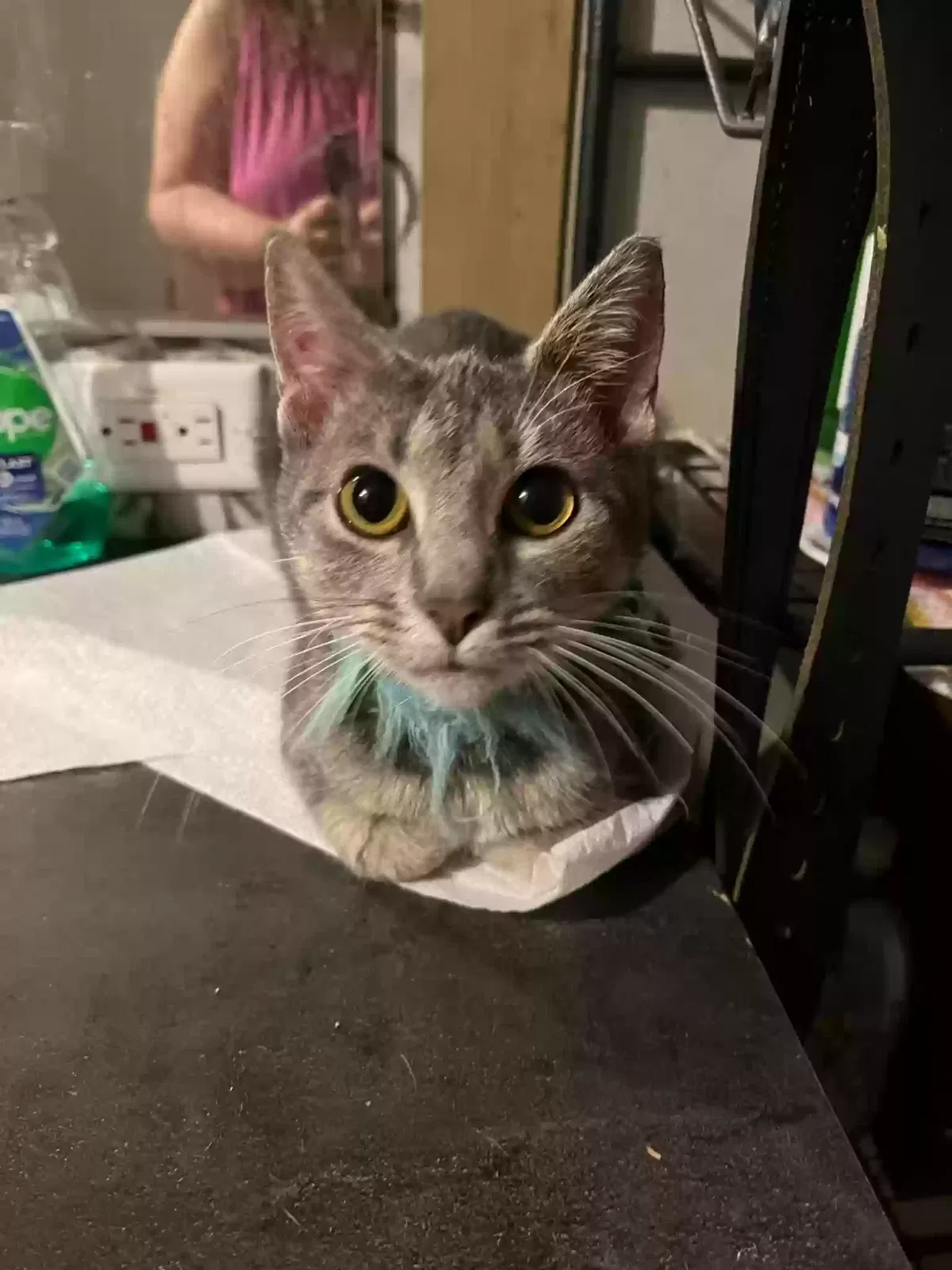 Lost cat in Winchester, KY, 40391