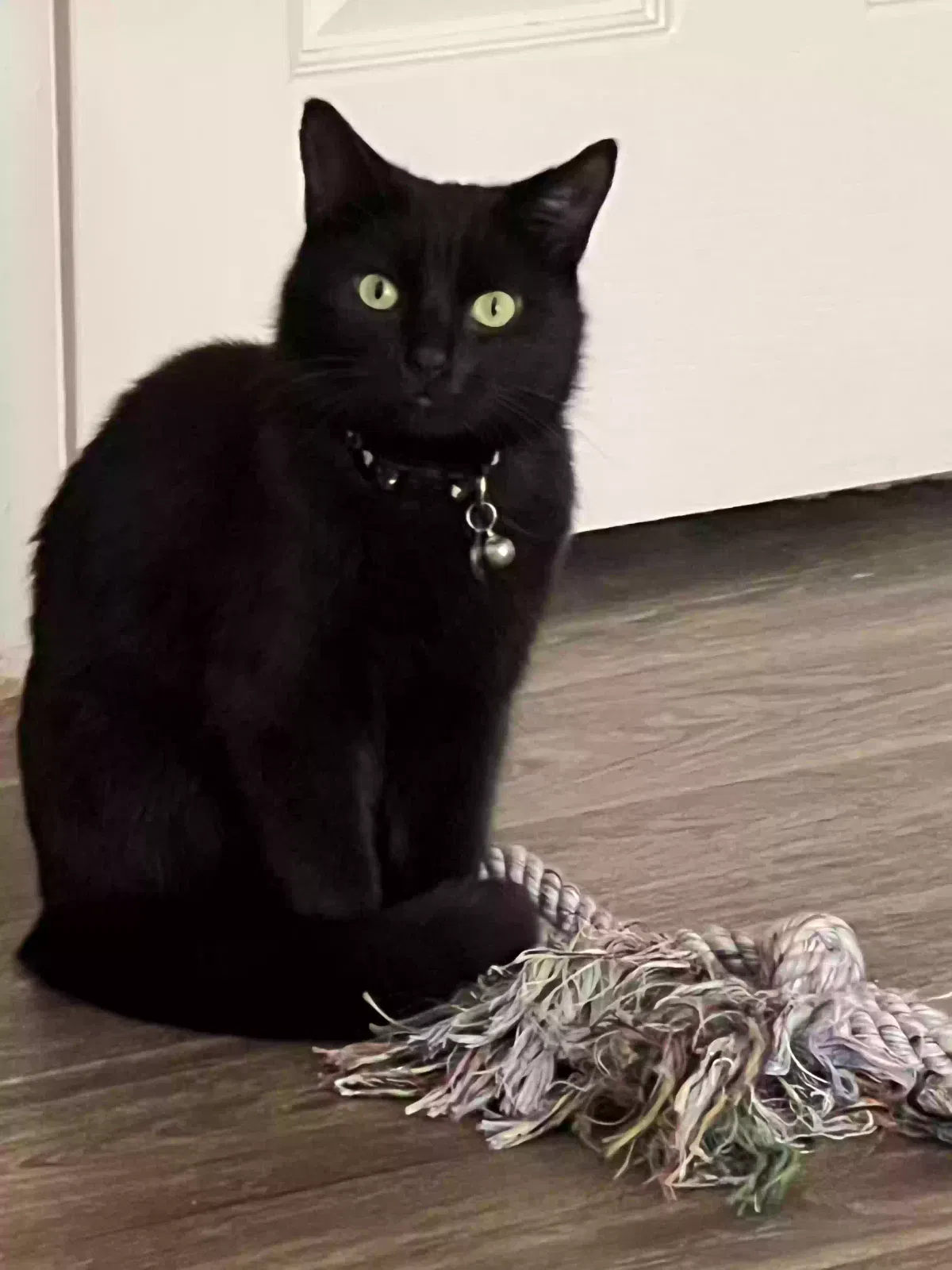 Lost cat in Raleigh, NC, 27606