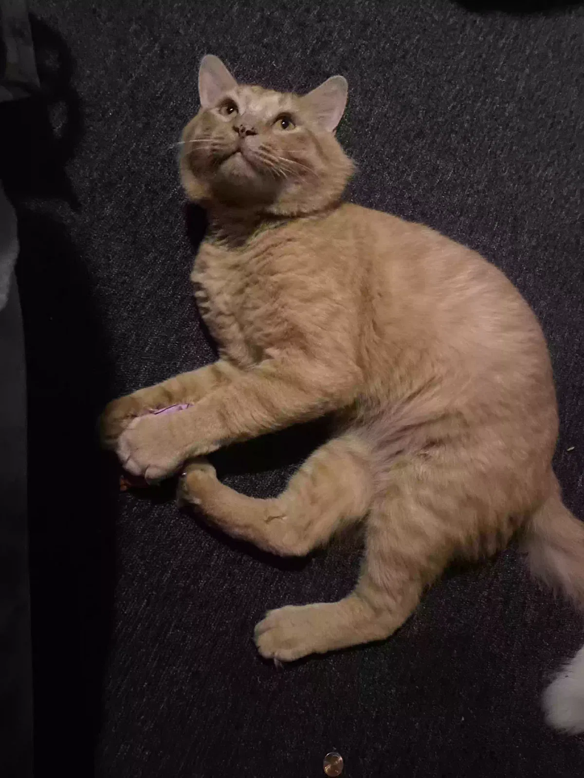 Lost cat in Savannah, GA, 31419