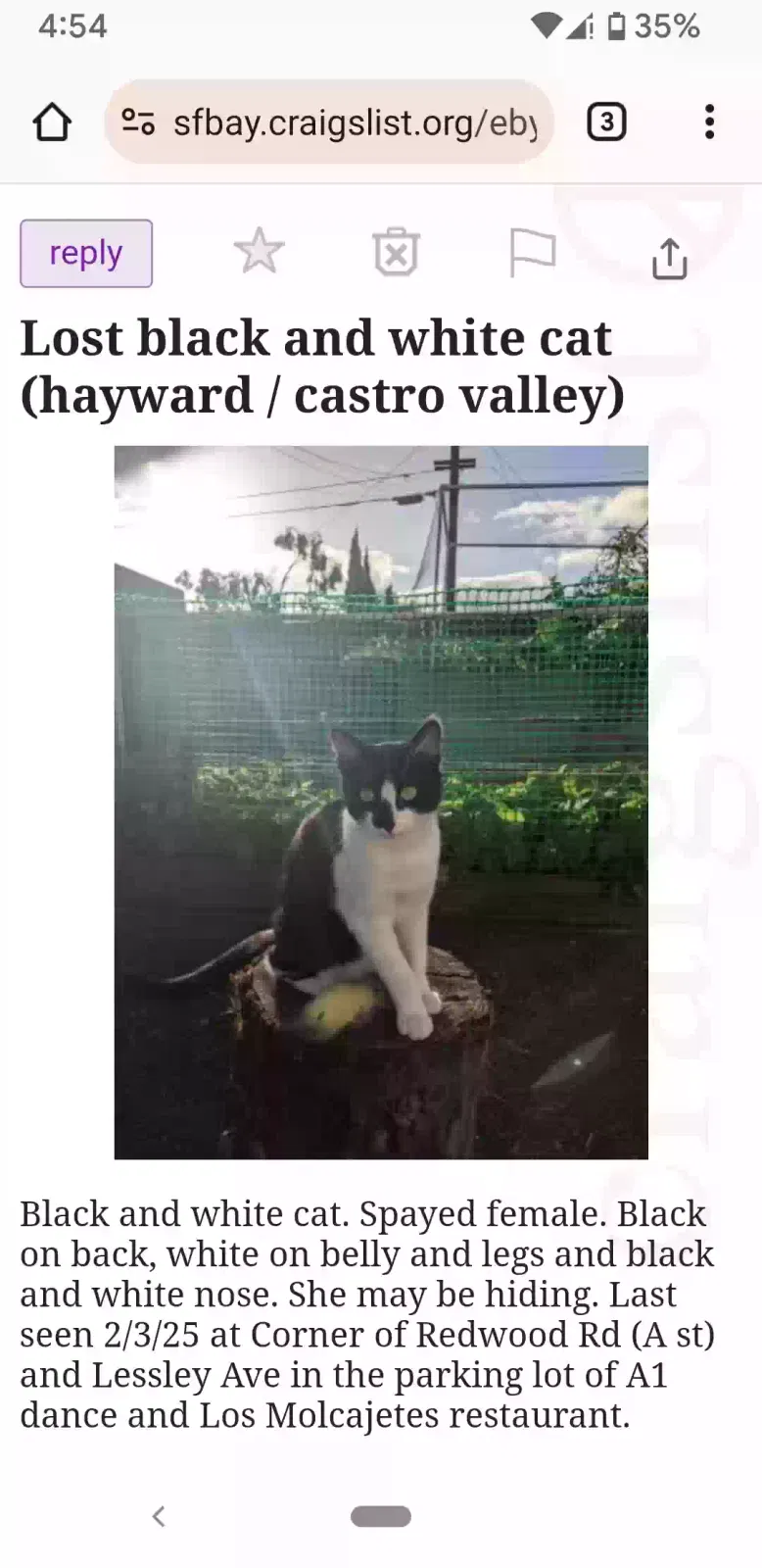 Lost cat in Castro Valley, CA, 94546