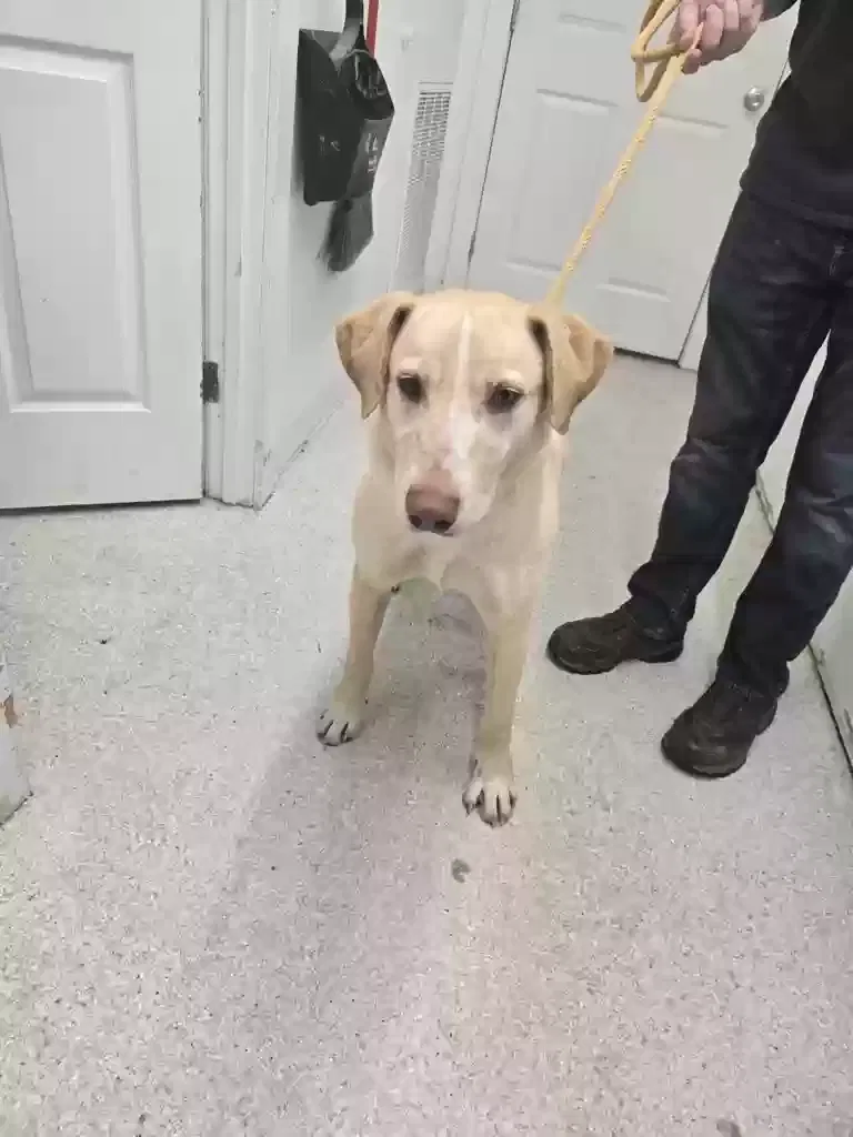 Lost dog in Nashville, TN, 37211