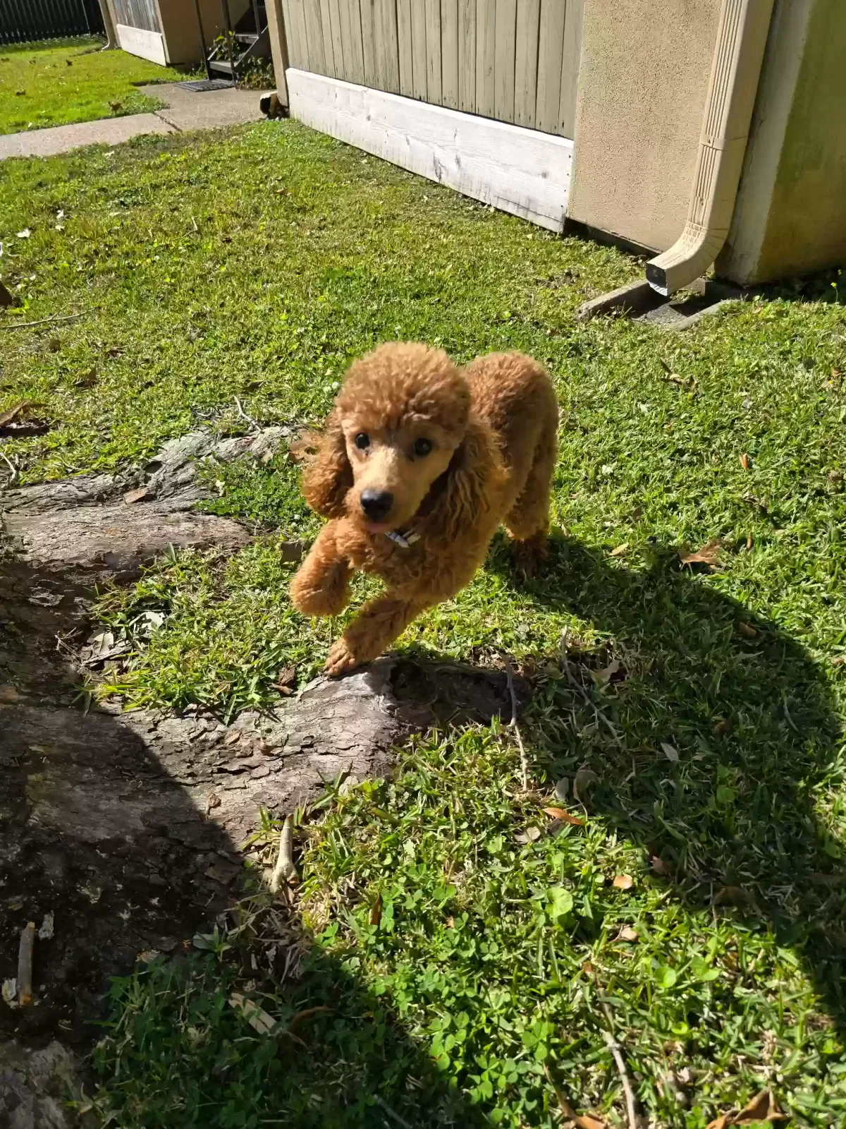 Lost dog in Seabrook, TX, 77586