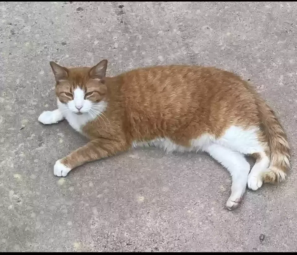 Lost cat in Mansfield, GA, 30055