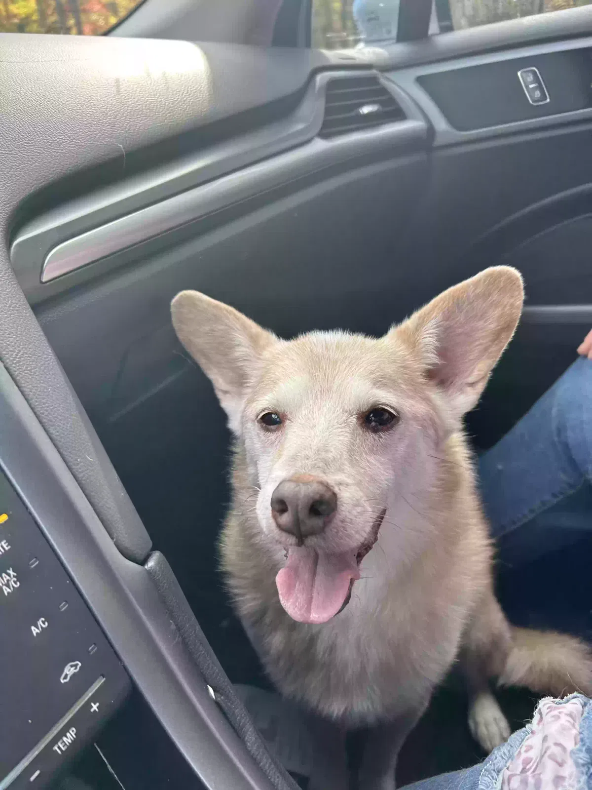 Lost dog in Acworth, GA, 30101
