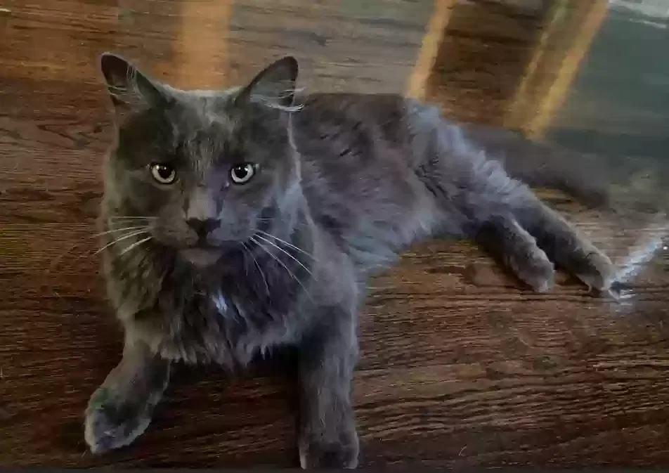 Lost cat in Cicero, IL, 60804
