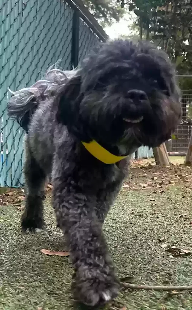 Lost dog in Scott, LA, 70583
