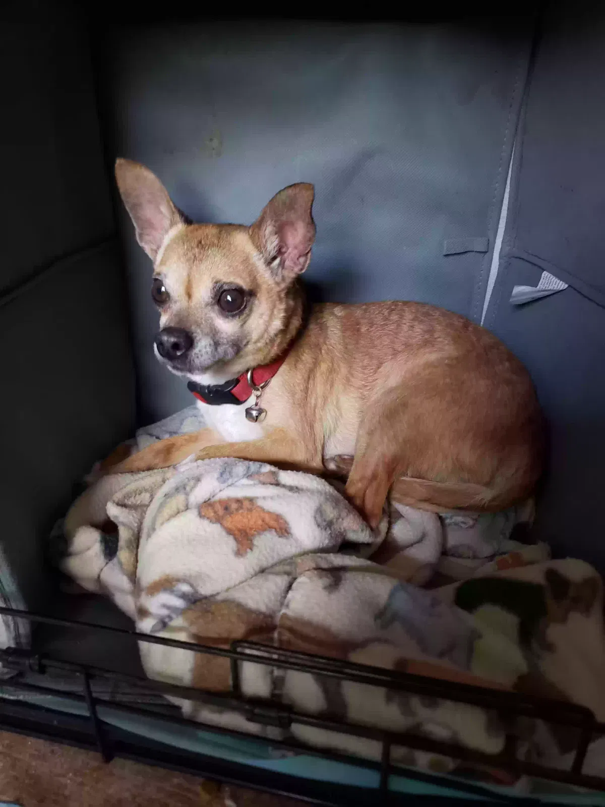 Found dog in Garland, TX, 75043