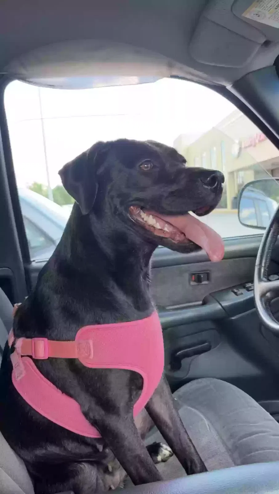 Lost dog in Fayetteville, NC, 28304