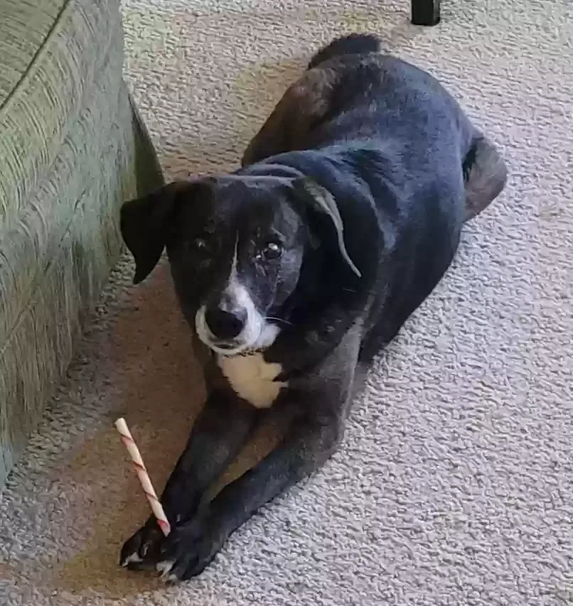 Lost dog in San Rafael, CA, 94903