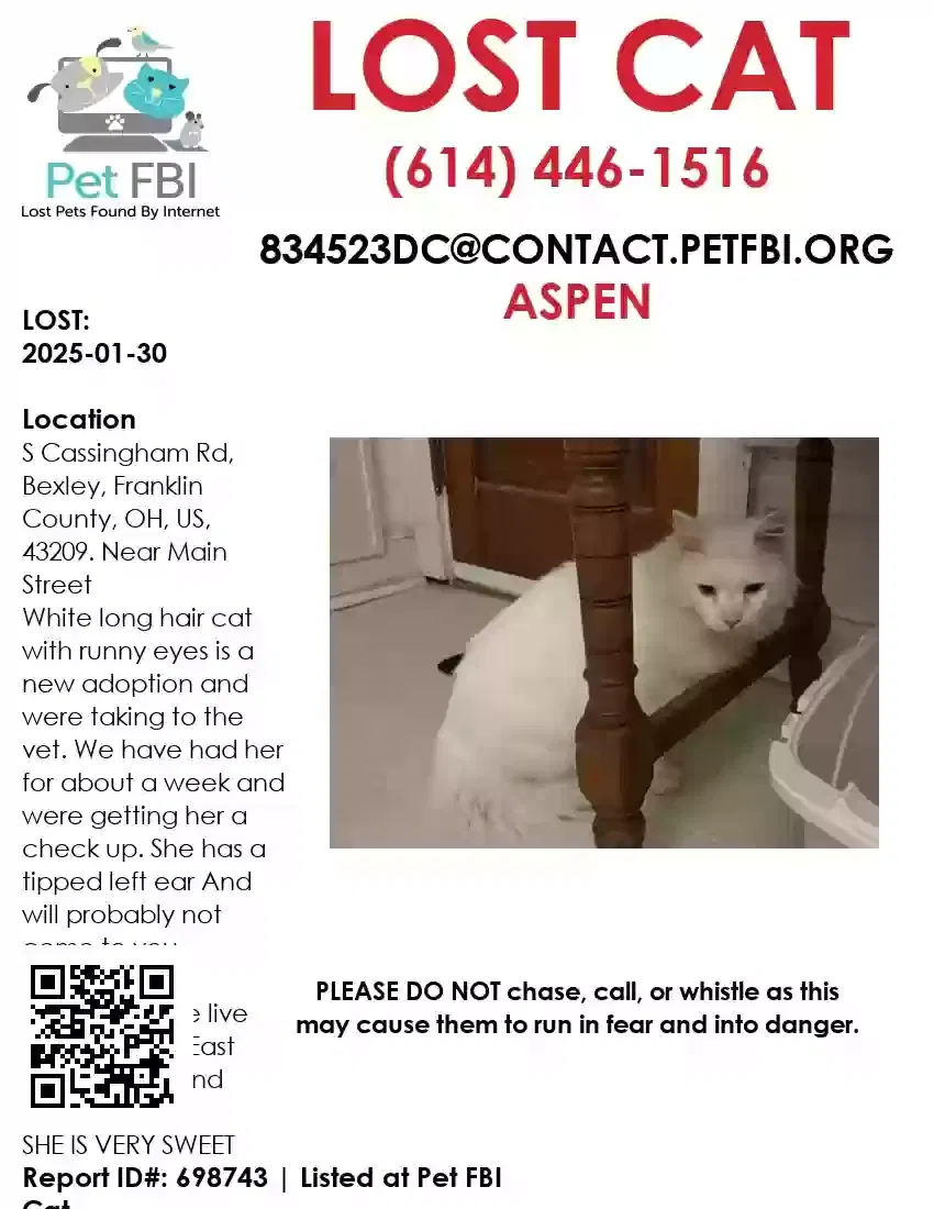 Lost cat in Columbus, OH, 43209