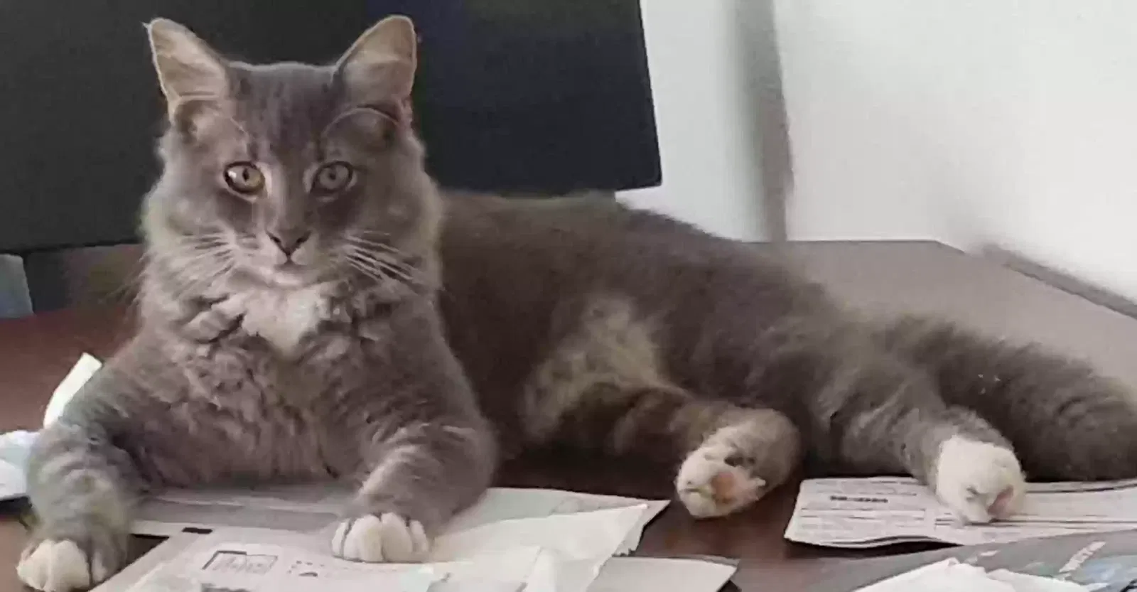 Lost cat in Montgomery, TX, 77356
