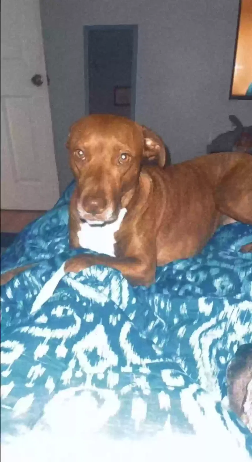 Lost dog in Hudson, FL, 34669