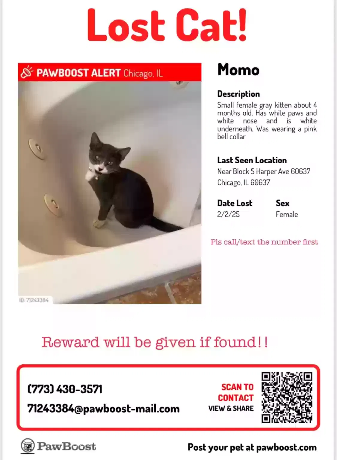 Lost cat in Chicago, IL, 60637