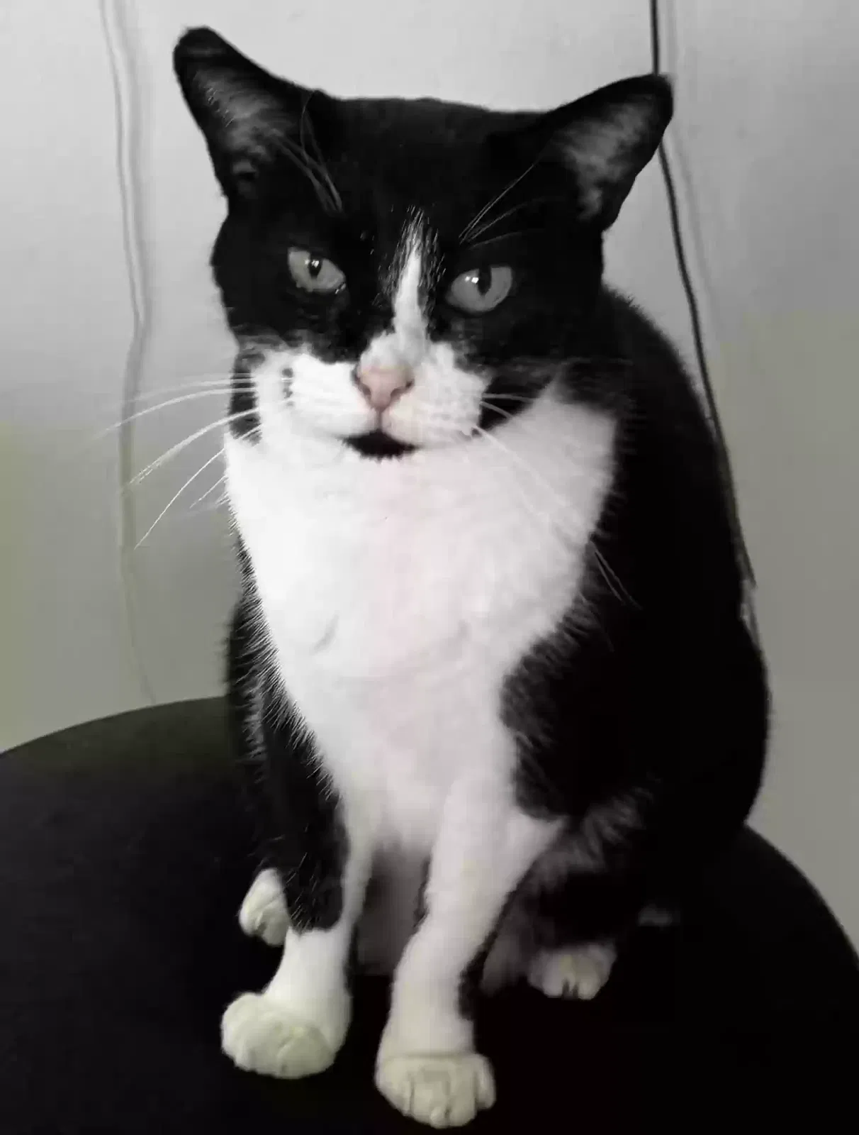 Lost cat in Honolulu, HI, 96825