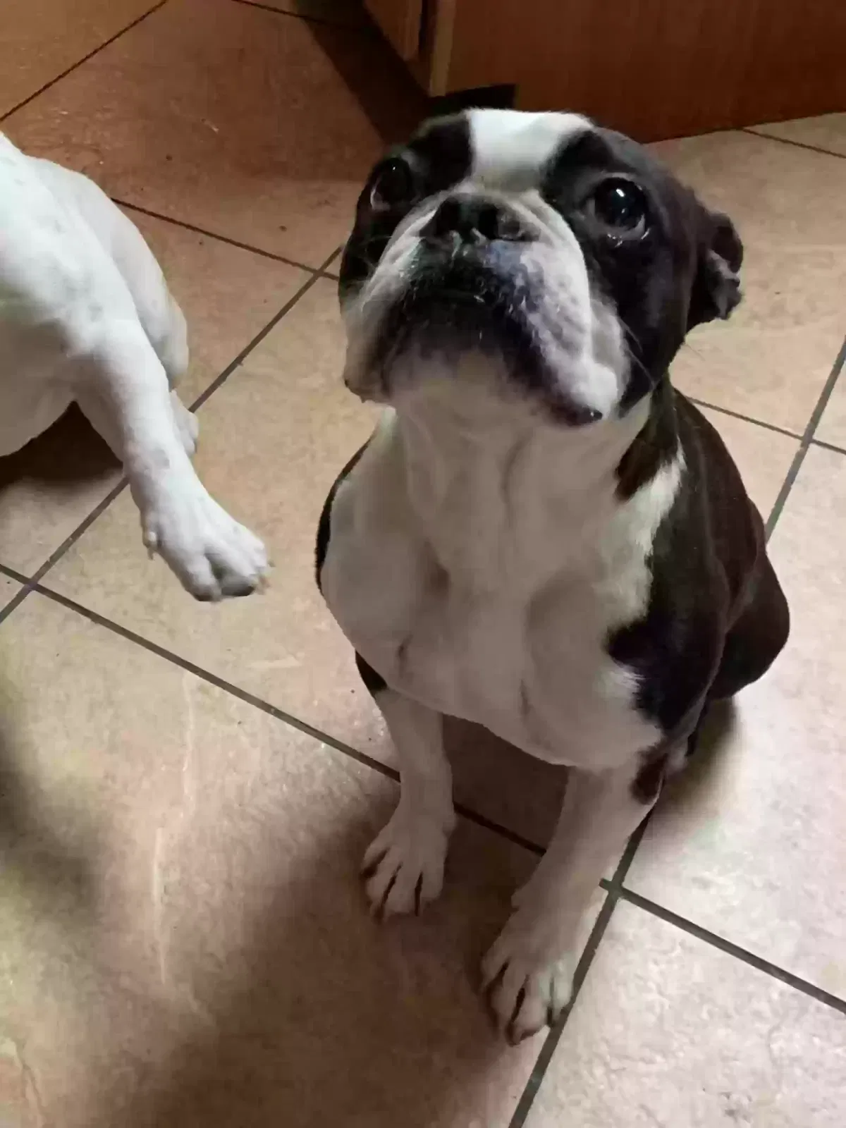 Lost dog in Dallas, TX, 75217
