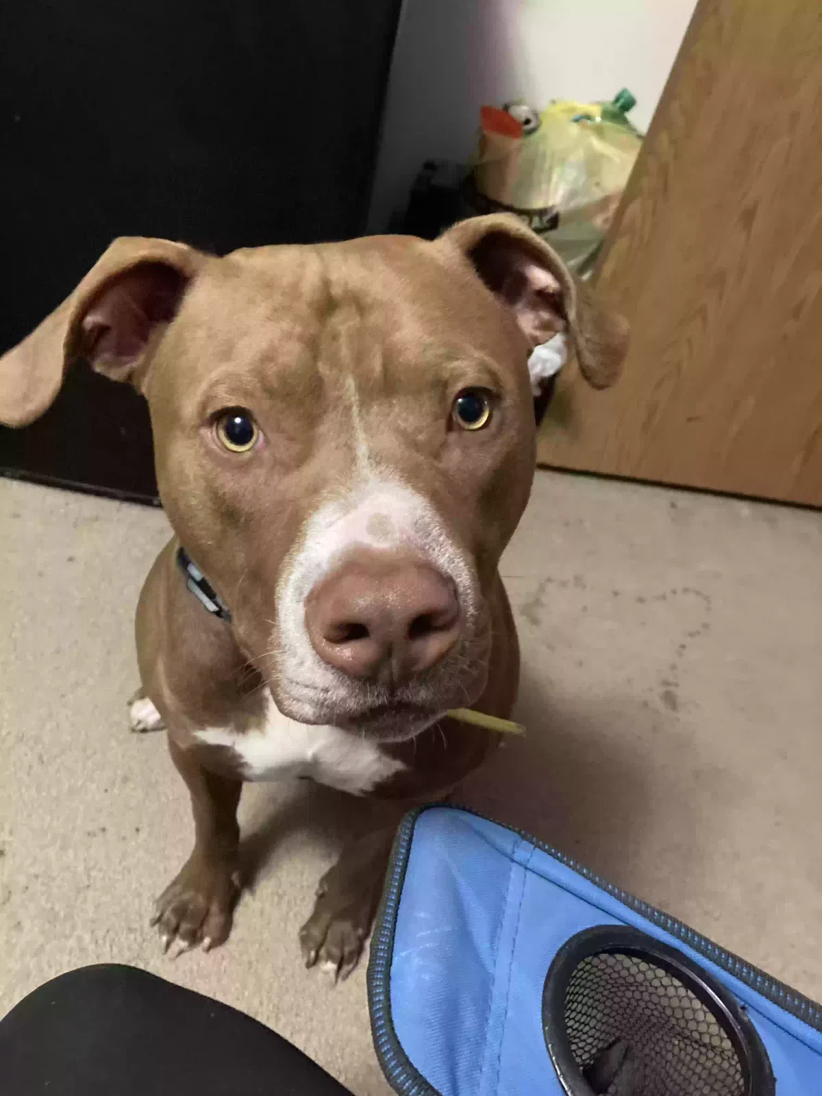 Lost dog in Camden, OH, 45311
