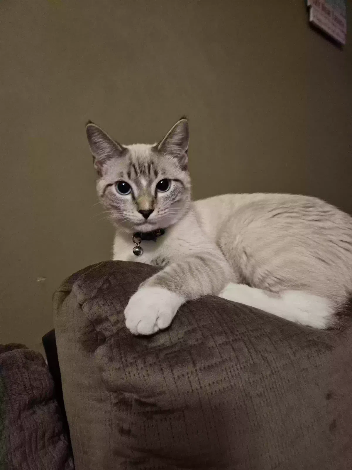 Lost cat in Lexington, NC, 27295