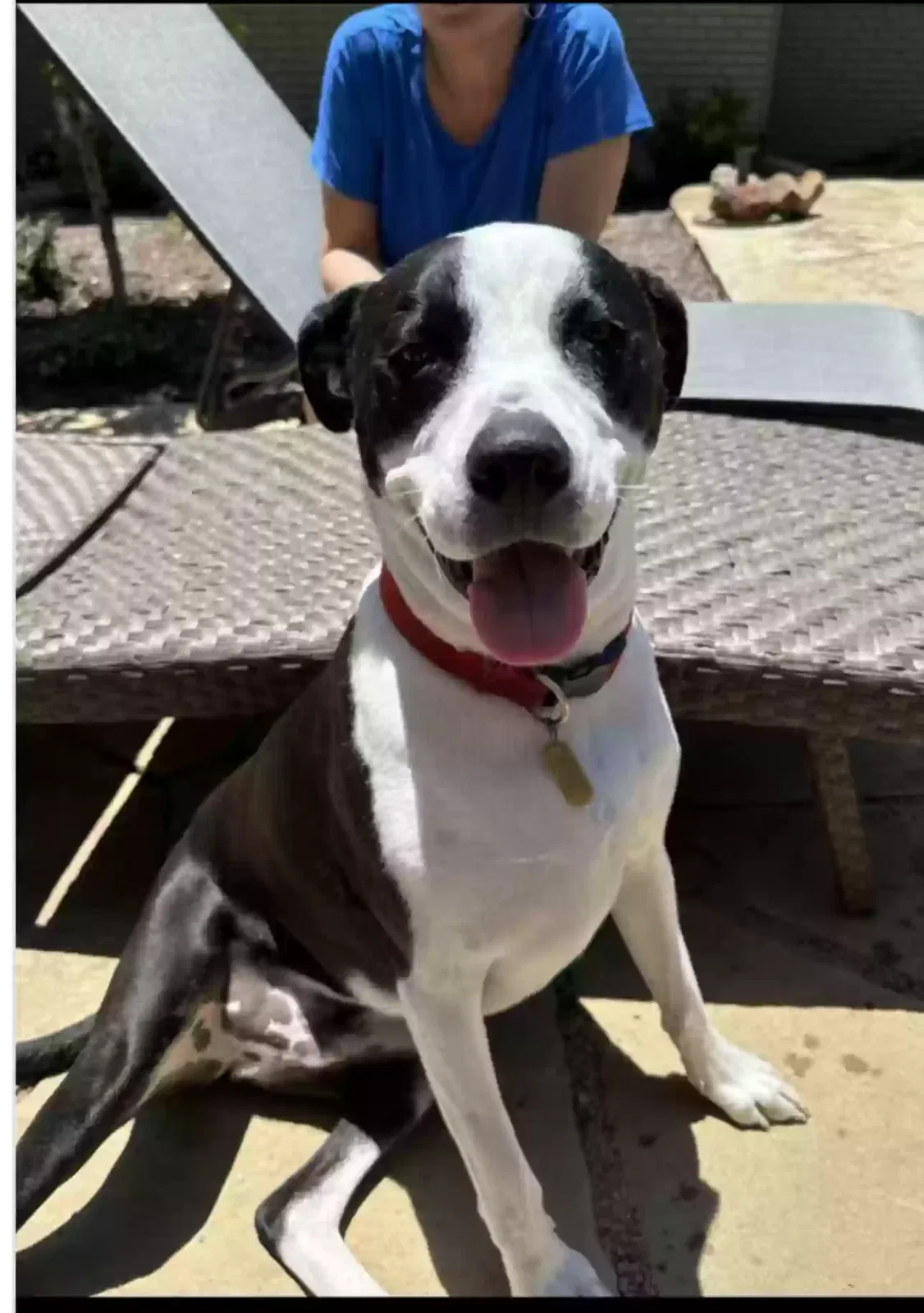 Lost dog in Dallas, TX, 75230