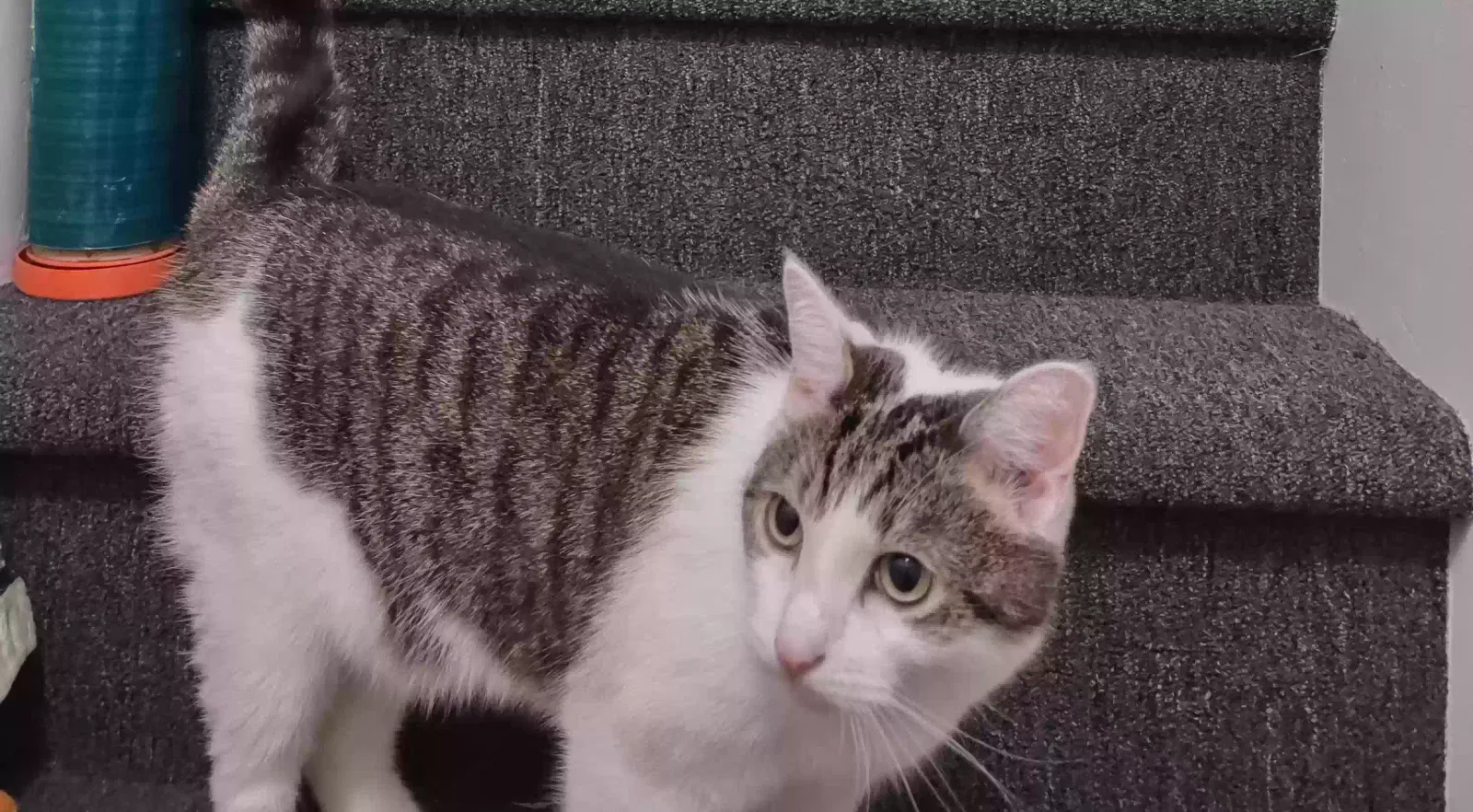 Lost cat in Philadelphia, PA, 19145