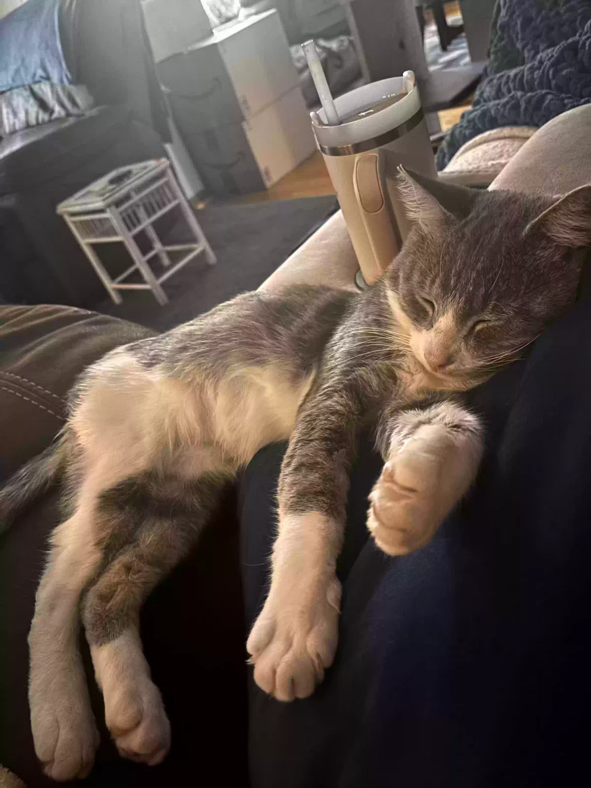 Lost cat in Mason, MI, 48854