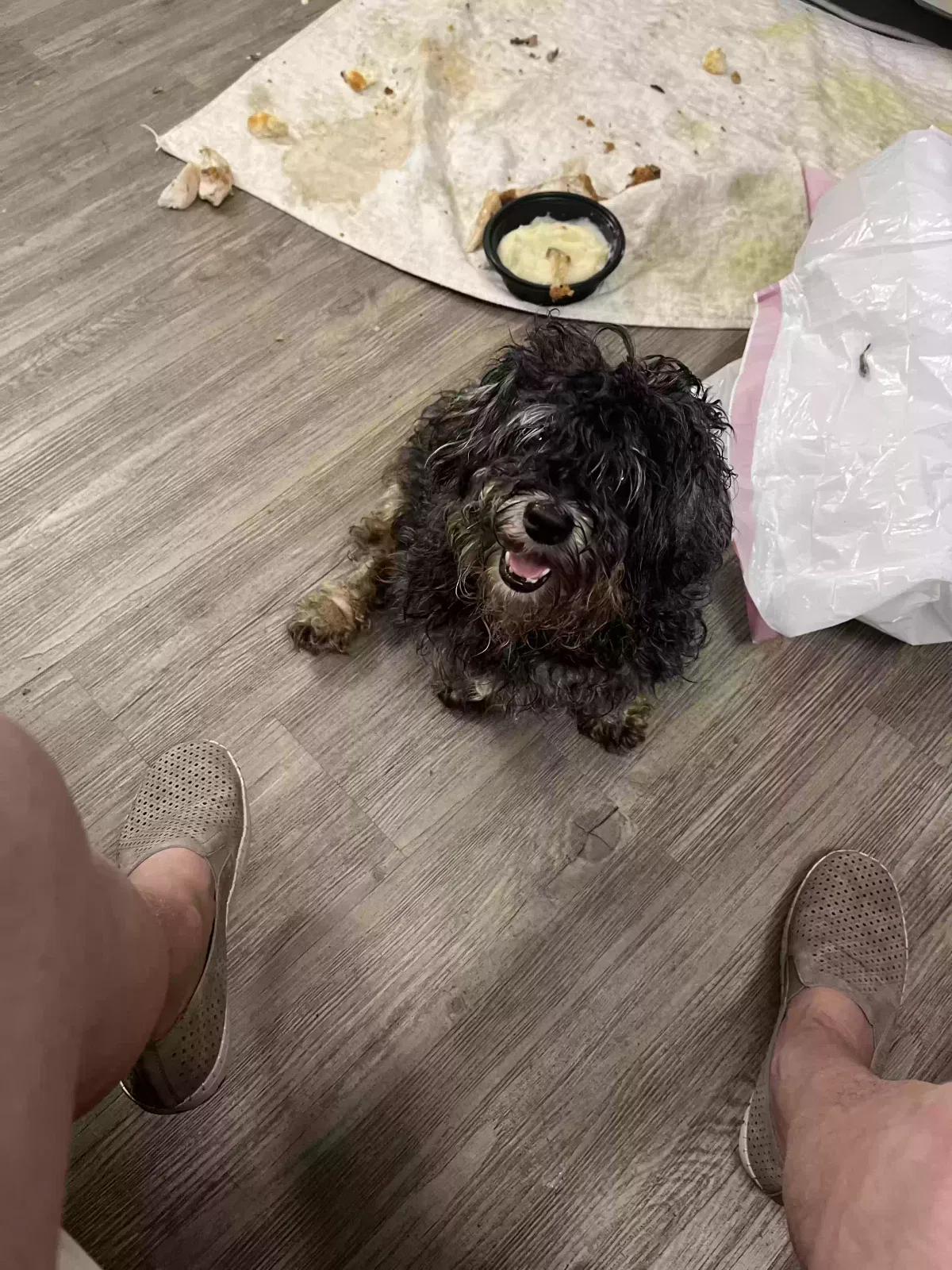 Lost dog in Dandridge, TN, 37725