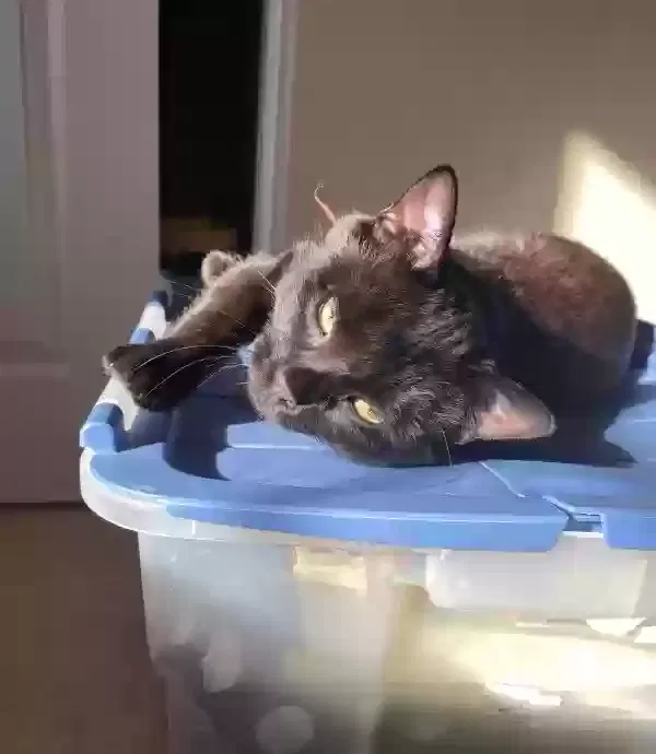 Lost cat in Las Vegas, NV, 89135