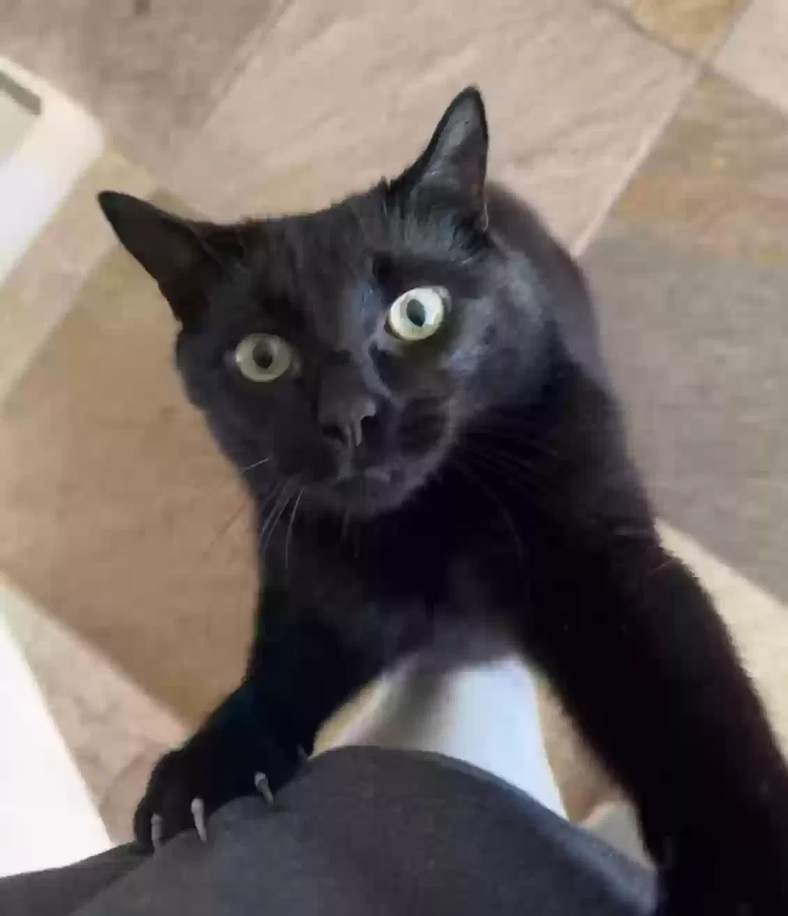 Lost cat in Carlsbad, CA, 92010