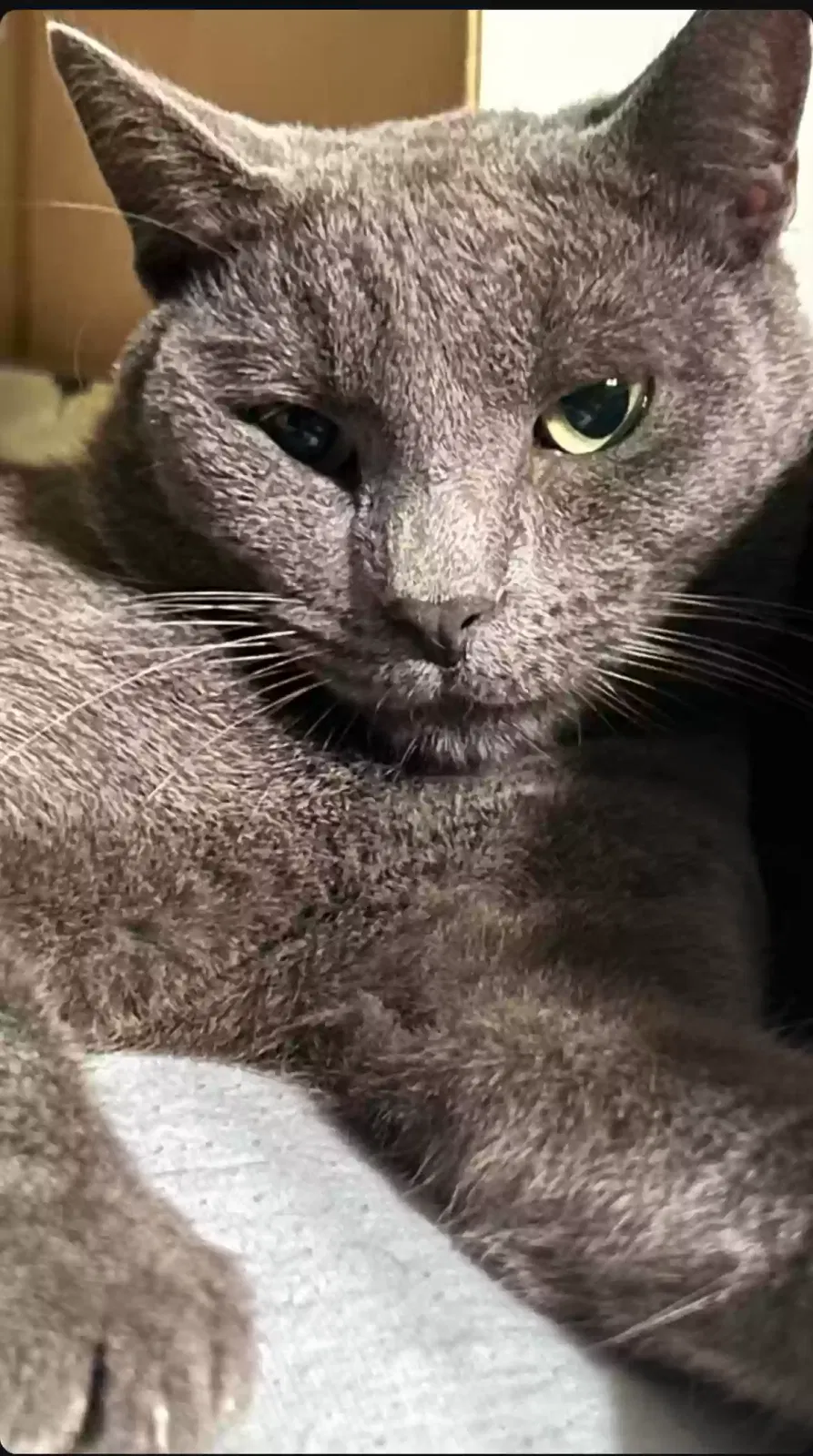 Lost cat in Ontario, CA, 91762