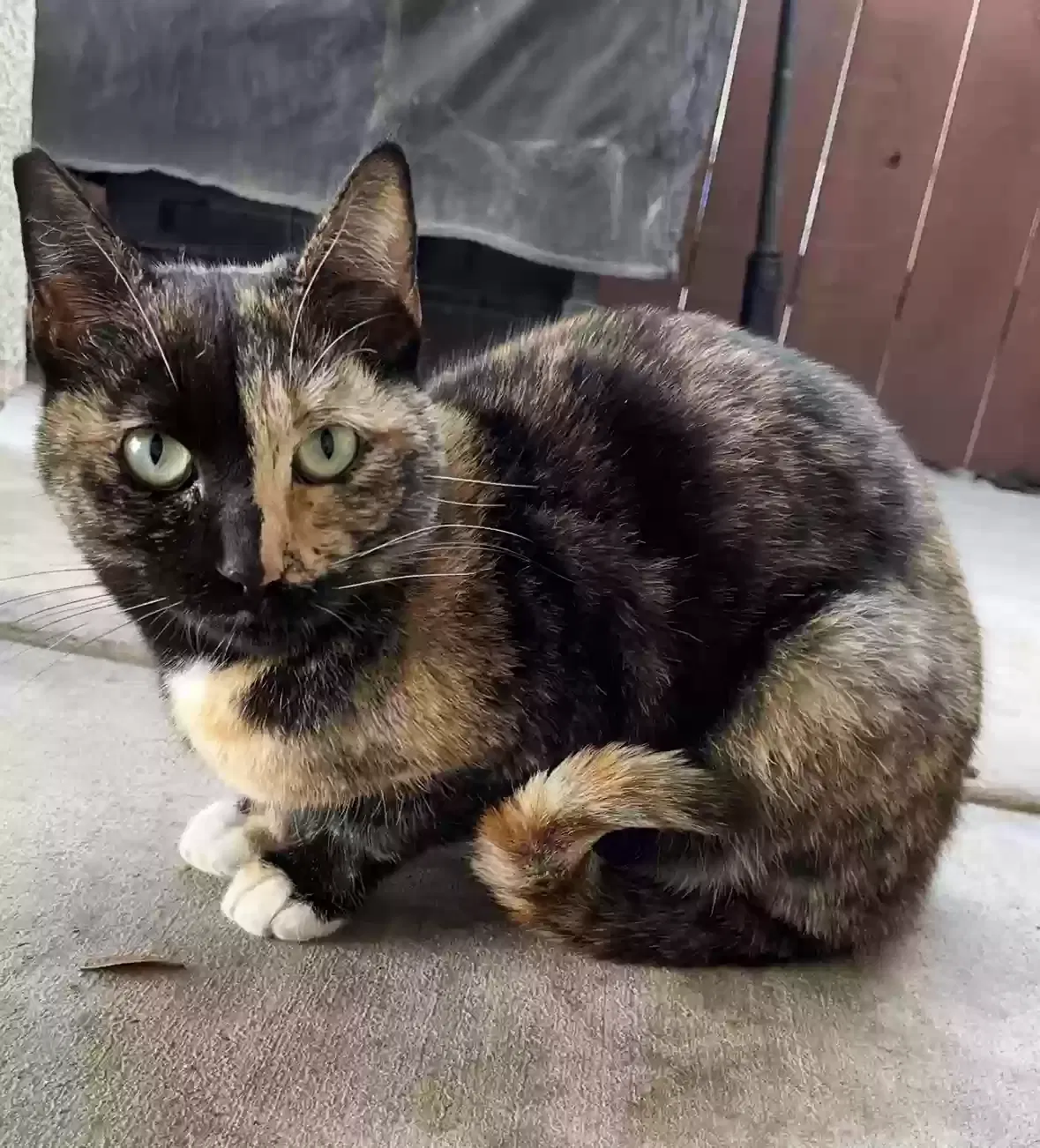 Lost cat in Riverbank, CA, 95367