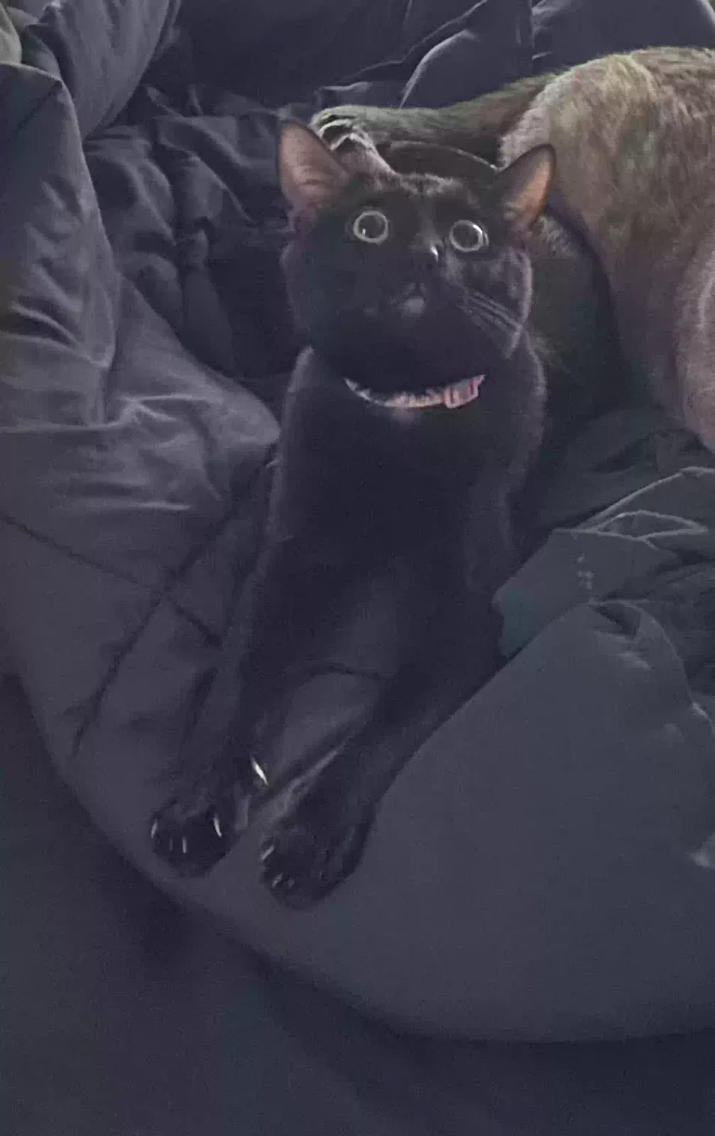 Lost cat in Las Vegas, NV, 89148