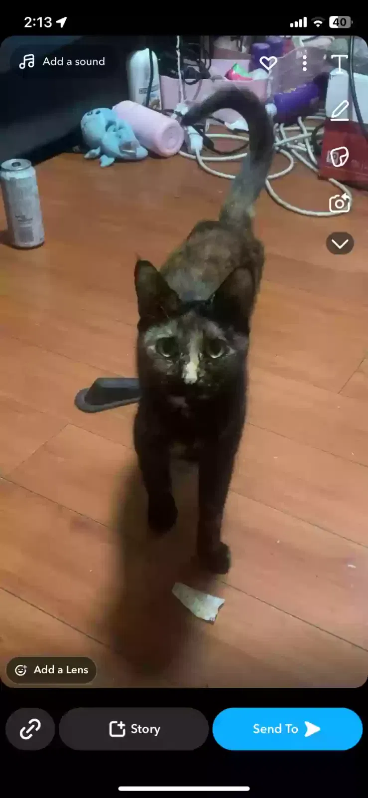 Lost cat in Rosemead, CA, 91770
