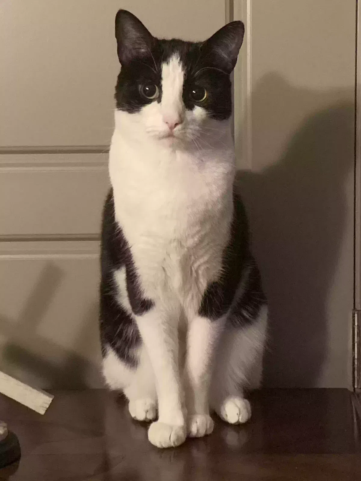 Lost cat in Magee, MS, 39111