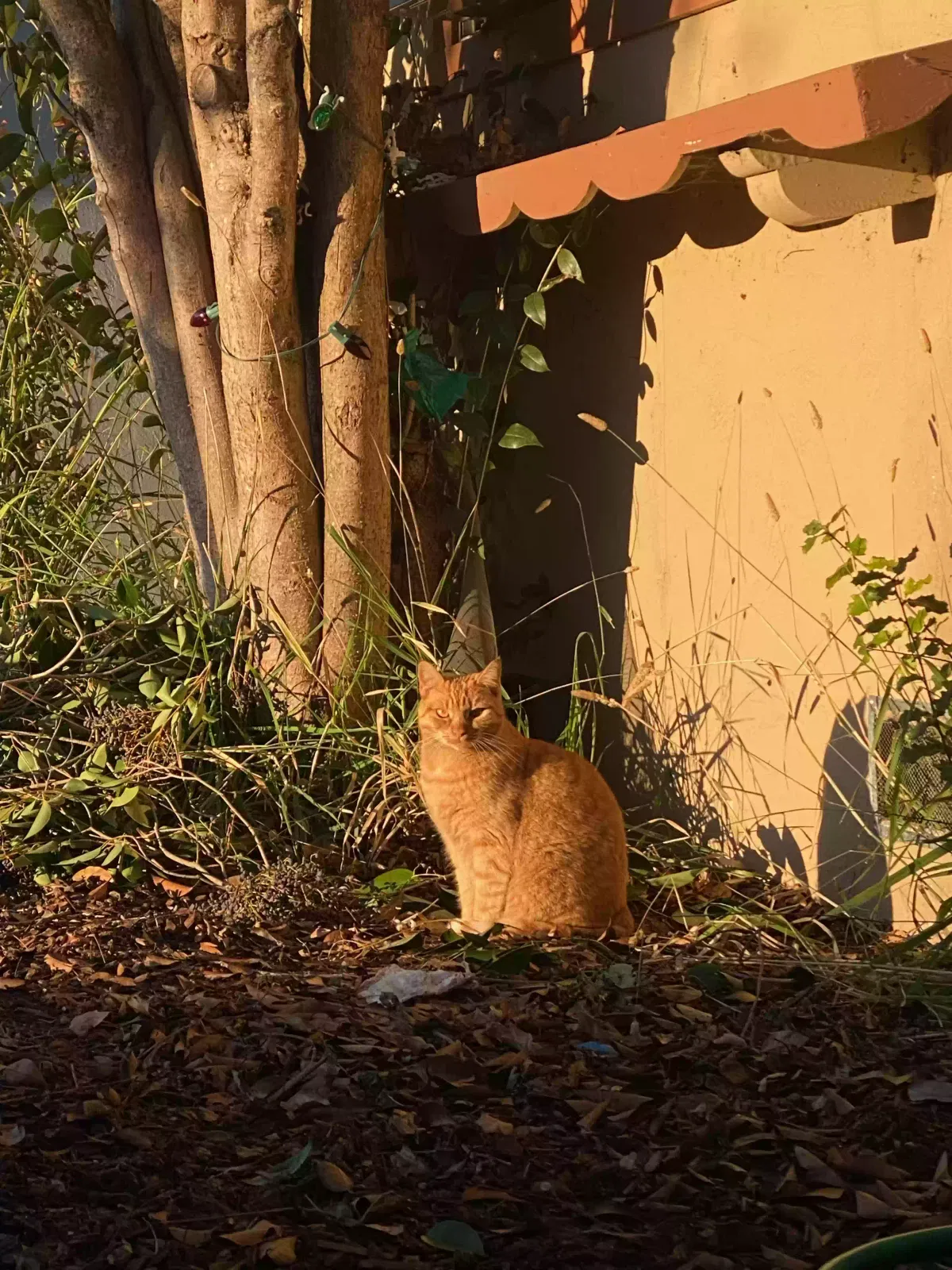 Lost cat in Rohnert Park, CA, 94928