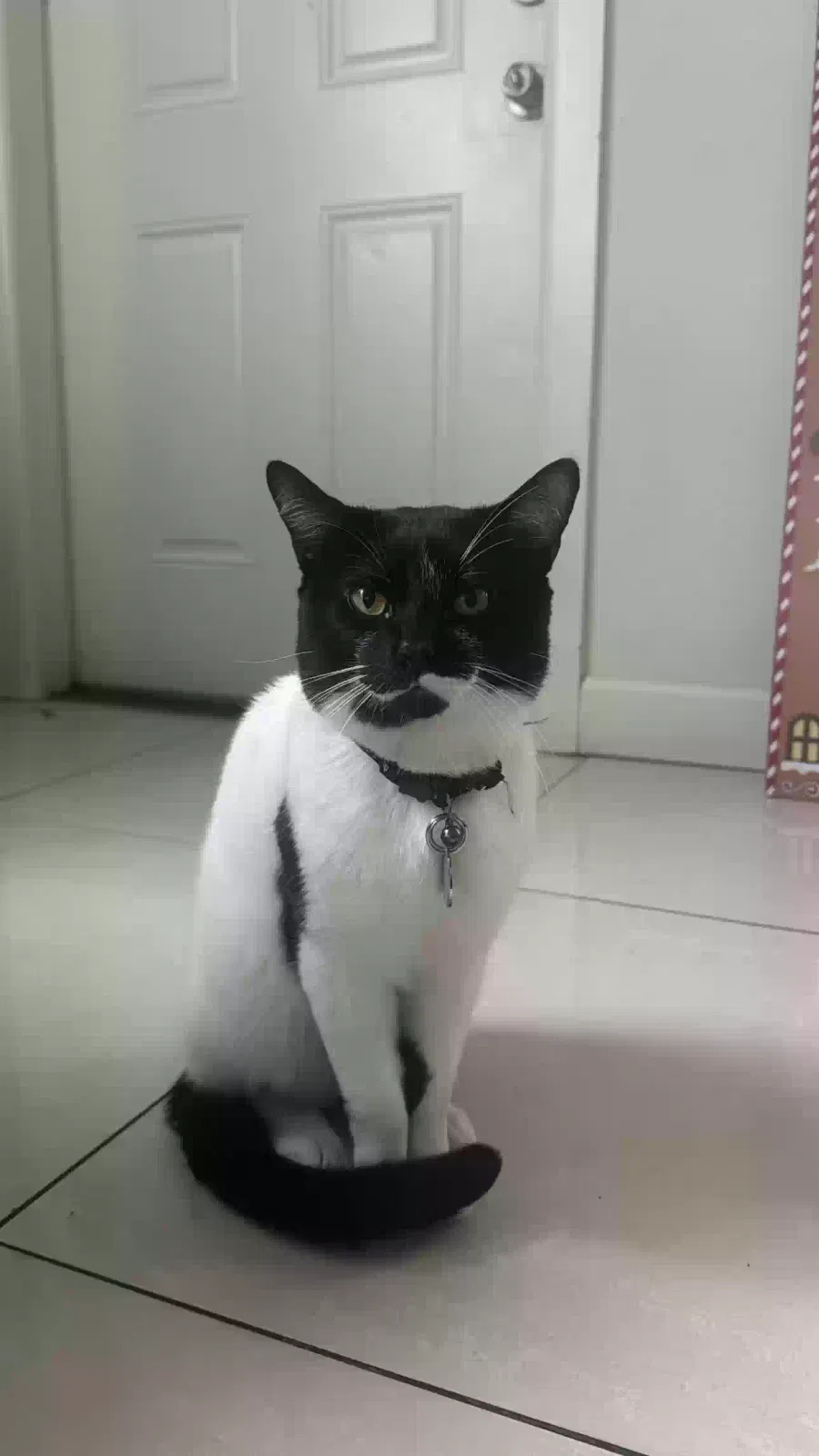 Lost cat in Miami, FL, 33135
