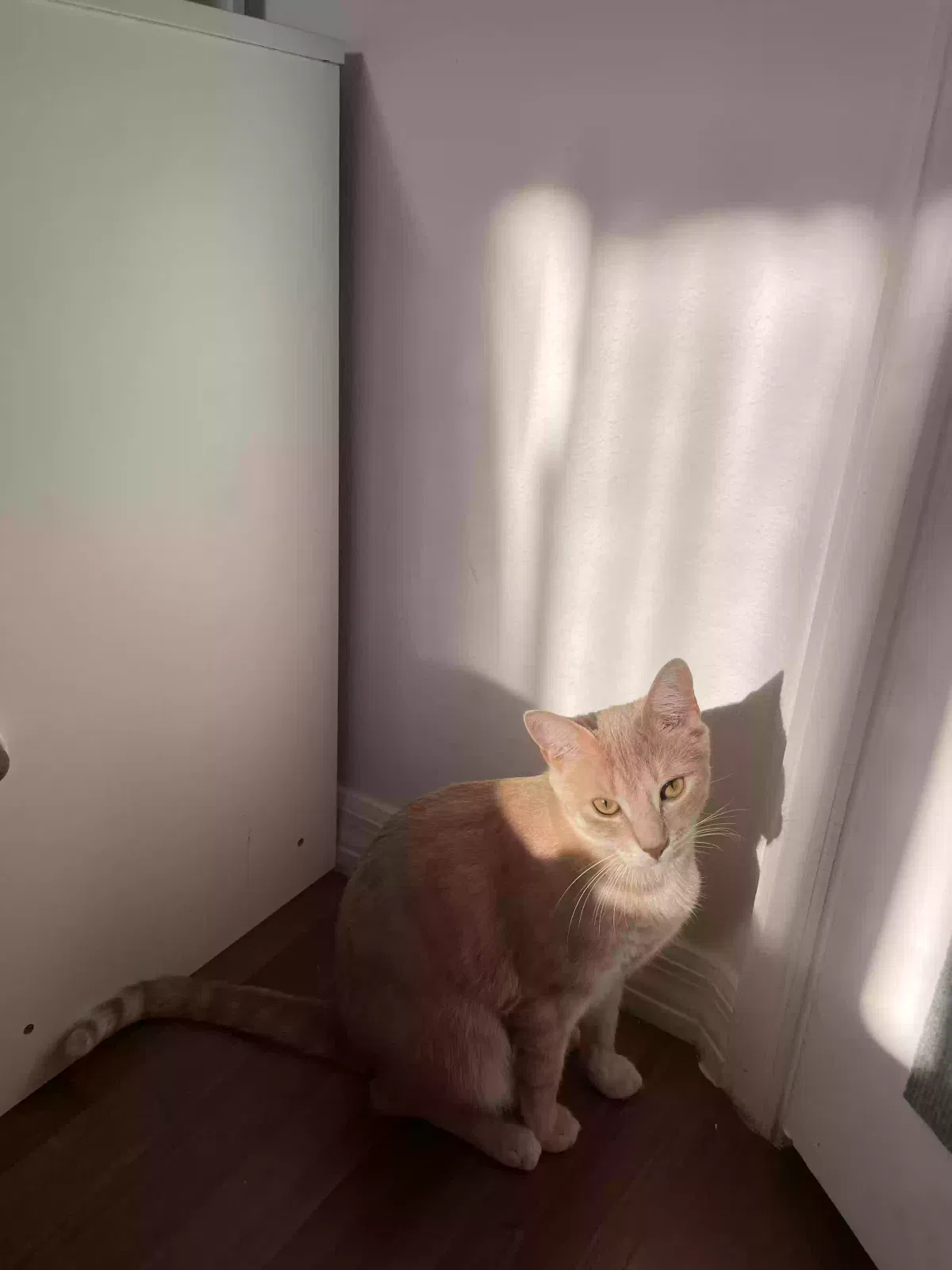 Lost cat in Kissimmee, FL, 34747