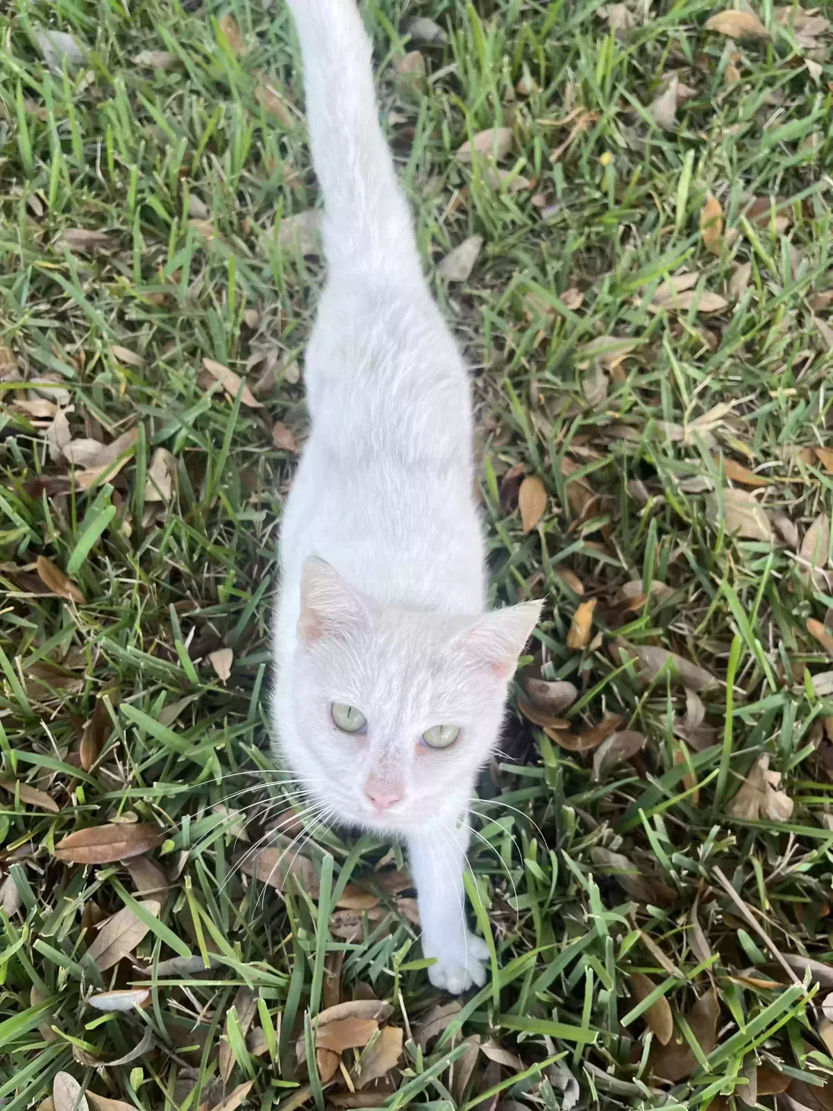 Found cat in Homestead, FL, 33033
