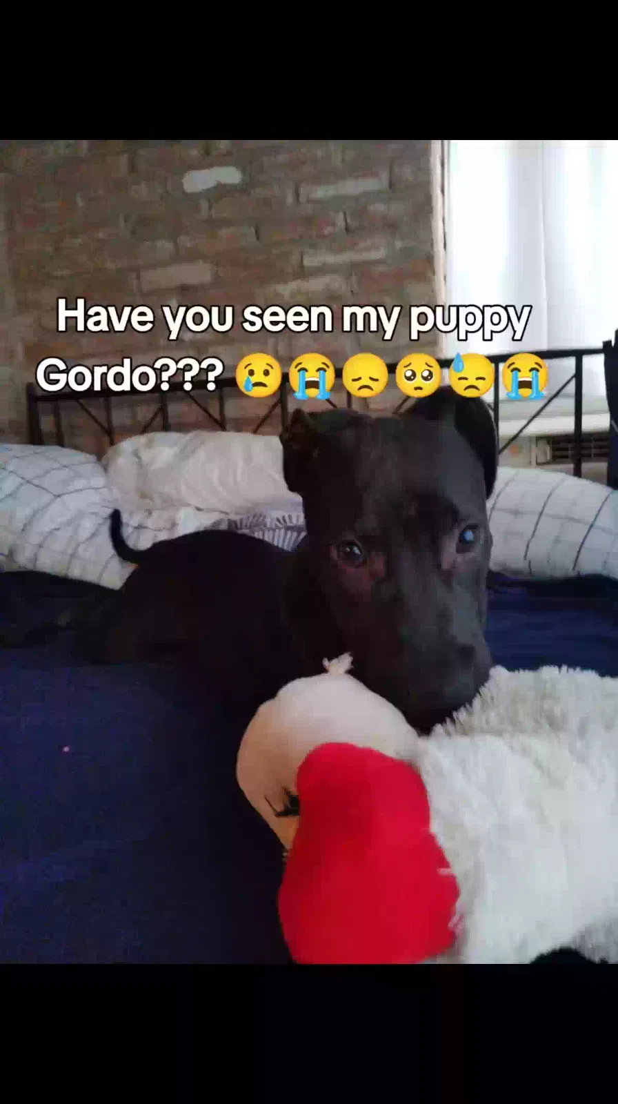 Found dog in San Antonio, TX, 78212