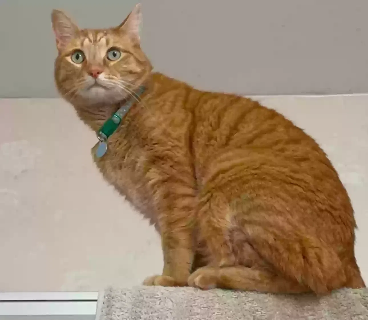 Lost cat in Pennsauken, NJ, 8110