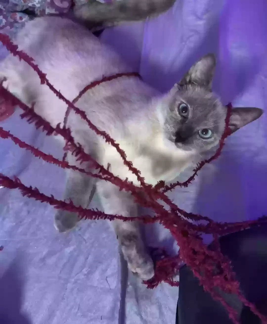 Lost cat in Huntington Beach, CA, 92648
