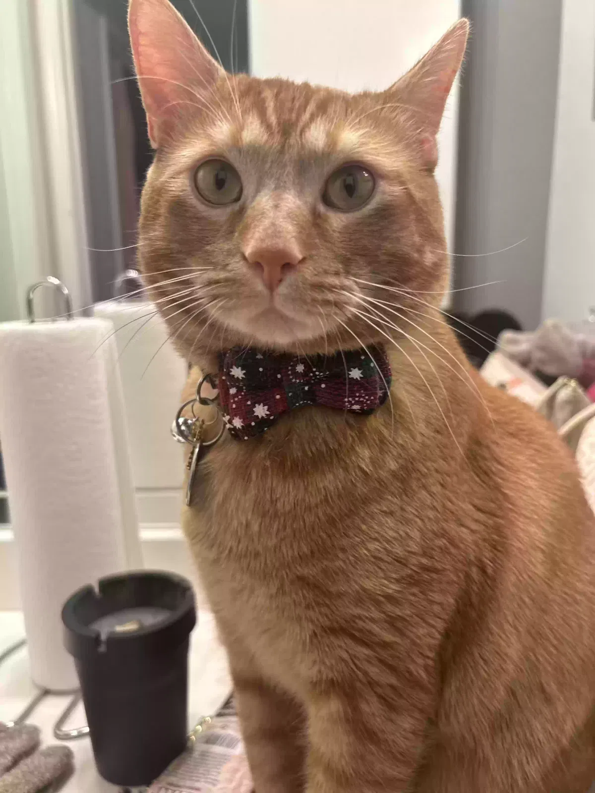 Lost cat in Stone Mountain, GA, 30083